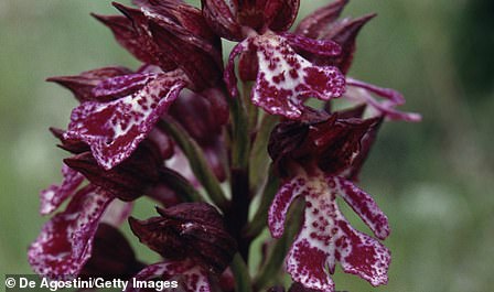 تنمو The Lady Orchid ، ذات الزهور الوردية المذهلة ، في كينت وأوكسفوردشاير