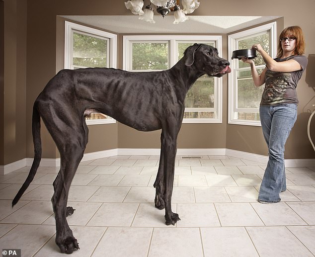 زيوس ، أطول كلب على الإطلاق ، في الصورة مع المالك دنيس دورلاغ.  كان يأكل 30 رطلاً من الطعام كل يوم