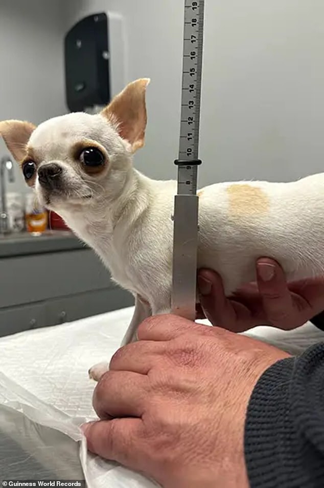 للتحقق من طولها ، تم قياسها ثلاث مرات متتالية باستخدام كلب يقيس الويكيت بواسطة طبيب بيطري في مستشفى كريستال كريك للحيوانات
