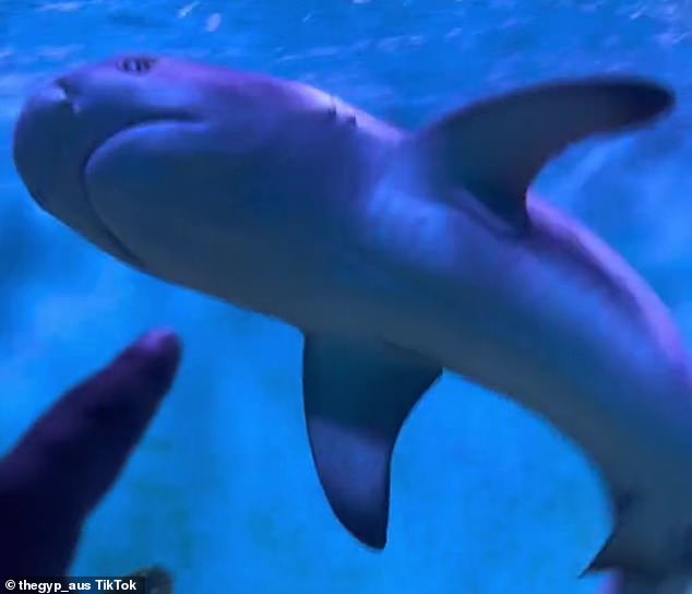 واجه مستخدمو وسائل التواصل الاجتماعي مشكلة مع صاحب المنزل الذي يحتفظ بأسماك القرش (في الصورة ، أحد أسماك القرش) كحيوانات أليفة مع ادعاء العديد أنه كان يسرق مخلوقات البحر من 