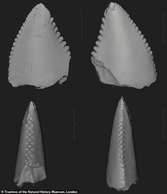 تم التعرف على الأسنان الغامضة بمساعدة تقنيات التعلم الآلي الرائدة التي نفذها باحثون من متحف التاريخ الطبيعي وكلية بيركبيك.  في الصورة ، أسنان troodontid المكتشفة في محجر Hornsleasow في جلوسيسترشاير