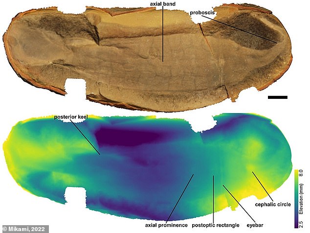 مكّنت خرائط العمق المرمزة بالألوان (في الصورة) الباحثين من إجراء تحقيق شامل في بنية وحش تالي والحفريات الأخرى من مازون كريك ، إلينوي ، الولايات المتحدة الأمريكية