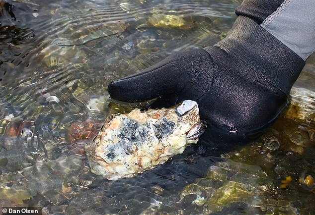 تضمنت الكائنات الموجودة في رقعة القمامة القشريات وبلح البحر وشقائق النعمان البحرية ومحار المحيط الهادئ (Crassostrea gigas ، في الصورة)