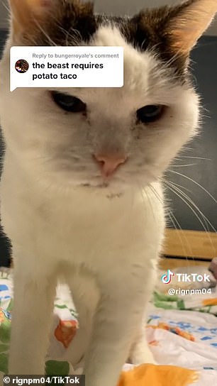 تلقى الفيديو الفيروسي أيضًا أكثر من 3000 تعليق من المعجبين الذين اقتنعوا بأن تاكو بيل هو سر القطط الأكبر في الحياة الأبدية