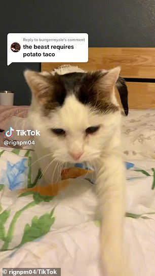 تلقى الفيديو الفيروسي أيضًا أكثر من 3000 تعليق من المعجبين الذين اقتنعوا بأن تاكو بيل هو سر القطط الأكبر في الحياة الأبدية