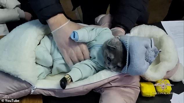 قامت الشرطة الروسية بفك ضغط بدلة الثلج لتكتشف أنه ليس طفلًا ، بل قطة مرتبكة
