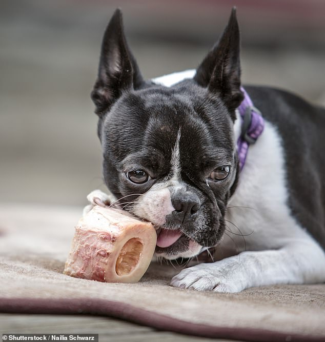 قبل إعطاء كلبك نخاع العظم لمضغه ، حث الخبراء المالكين على استخلاص الدواخل - والتي يمكن أن تسبب التهاب البنكرياس في الكلاب الحساسة.  صور الأسهم