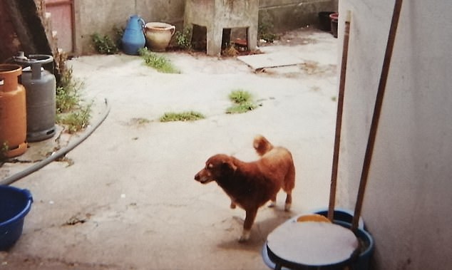تم تصوير بوبي في عام 1999 في مزرعة تديرها عائلة حيث يستمتع باللعب مع القطط