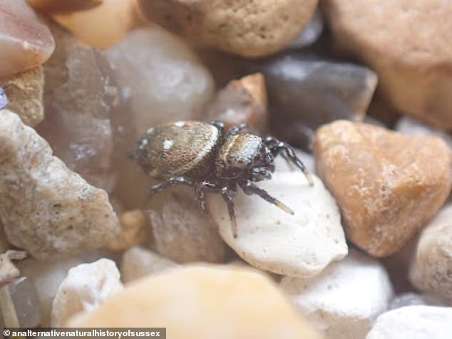 تم العثور أيضًا على عنكبوت القفز المرقط كوتشي في بوفالو بولاية نيويورك في عام 2014 ، وهي المرة الأولى التي يُعثر فيها على عنكبوت قفز من جنس هيليوفانوس من أي نوع في نصف الكرة الغربي.