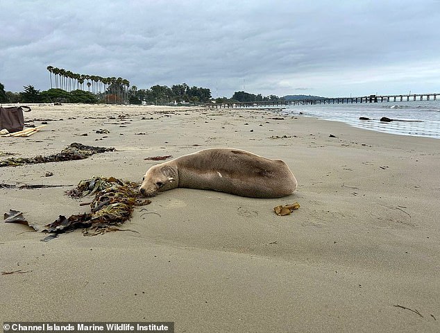 تُظهر الصور ومقاطع الفيديو المروعة ثدييات المحيط ملقاة على الرمال على الشواطئ في جميع أنحاء جنوب كاليفورنيا ، وقد تسممت بسبب الإزهار السام