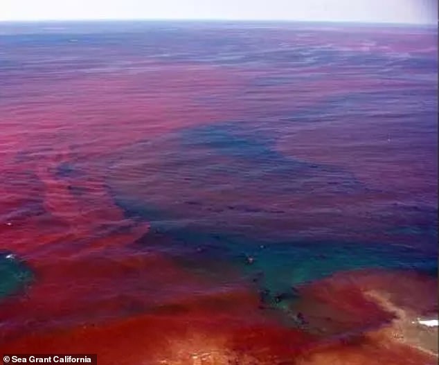 المد الأحمر هو سم عصبي طبيعي ينتج عن ازدهار الطحالب في المياه الدافئة ، مما يتسبب في إصابة الحيوانات بسمية حمض الدومويك ، والتي يمكن أن تكون قاتلة