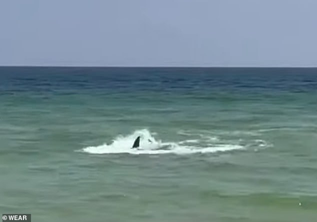 القرش الذي تم تصويره في Perdido Key في الساعة 2:15 بعد ظهر الأحد