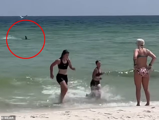 ركض أولئك الذين وقفوا على الشاطئ بسرعة إلى بر الأمان وتحطم القرش