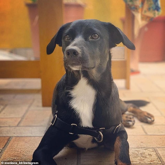 ماني هو الكلب الوحيد في قوة الشرطة البرازيلية الذي تم تدريبه على كشف الدم البشري