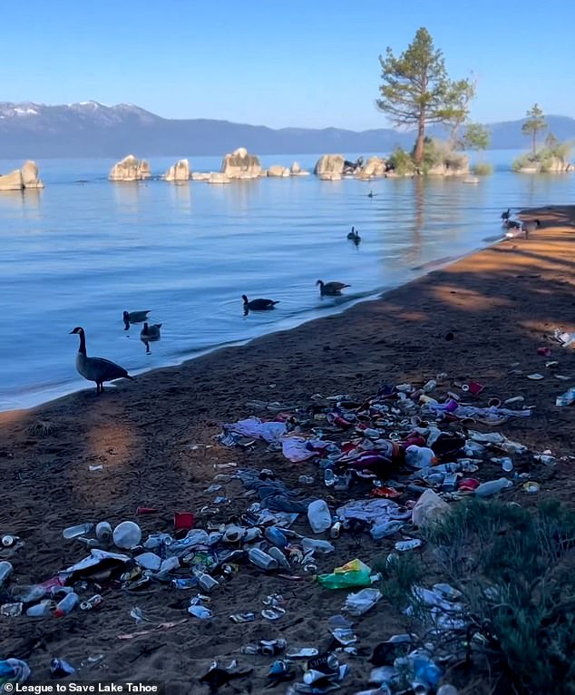 أظهر مقطع فيديو إوز البحيرة يتجول حول القمامة التي تركت في بيئتها