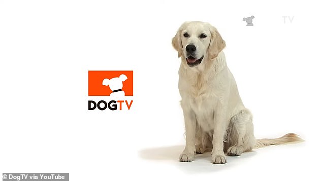 DOGTV هي خدمة تلفزيونية قائمة على الاشتراك تم تصميمها خصيصًا للآلهة لمشاهدتها والاستمتاع بها