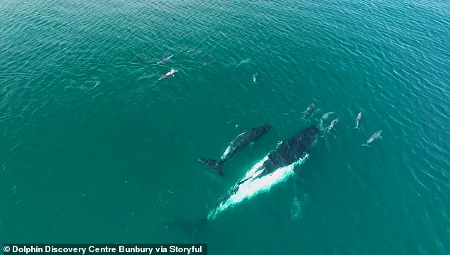 قادت مجموعة من الدلافين الحوت الأحدب وعجلها إلى طريق هجرتهما بالقرب من ساحل أستراليا الغربية