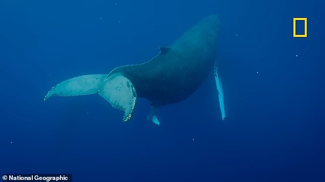 تم التقاط اللحظة المذهلة التي تلد فيها الحوت الأحدب بالكاميرا لأول مرة - قبل أن تقوم الكبسولة برحلة طولها 5000 ميل إلى مناطق التغذية الخاصة بها