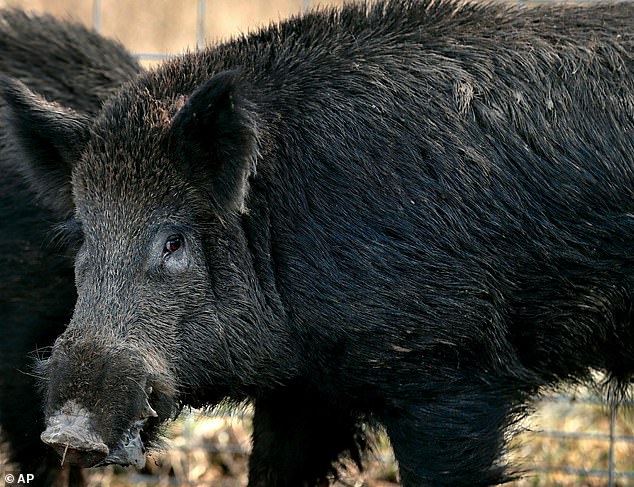 تزن الخنازير البرية عادة ما بين 120 و 250 رطلاً.  لديهم حوالي ستة خنازير صغيرة لكل فضلات سنويًا