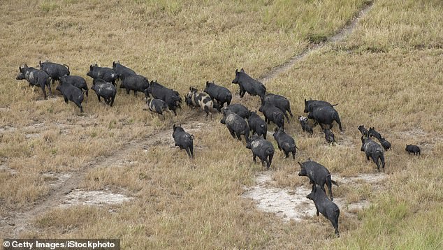 يمكن للخنازير البرية أن تدمر الزراعة وتنشر الأمراض إلى مزارع الخنازير، مثل حمى الخنازير الأفريقية، وهي مميتة لكل من الحيوانات الأليفة والبرية - ولا تنتقل إلى البشر