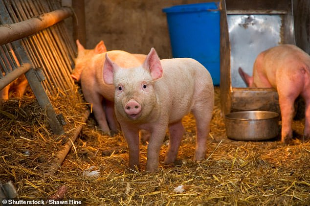 إن أعراض أنفلونزا الخنازير - التي أشعلت شرارة الوباء الذي انتشر في جميع أنحاء العالم في عام 2009 - تعكس أعراض الأنفلونزا العادية وكوفيد.  لكنه لا ينتشر بسهولة بين البشر.  تحدث معظم الحالات بين الأشخاص الذين تعرضوا للخنازير المصابة، مثل زوار المعارض الريفية والمزارعين.  ترتفع حالات انفلونزا الخنازير في الخنازير في الخريف والشتاء