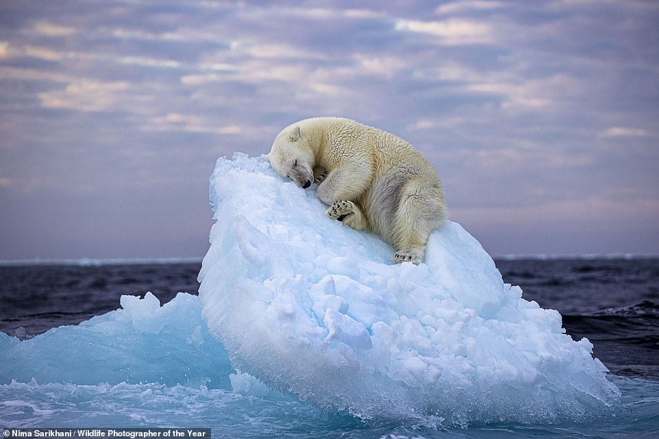 فازت هذه الصورة الحالمة للدب القطبي وهو ينجرف للنوم على 