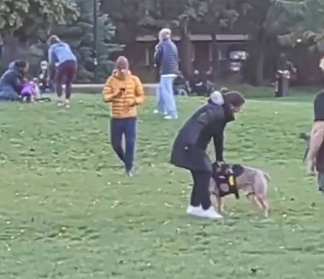 مقطع من هجوم قام به XL Bully على كلب صغير في حديقة Hackney في أكتوبر من العام الماضي