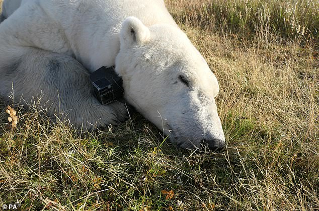 لم يكن يُعرف سوى القليل عن استهلاك الدب القطبي للطاقة وسلوكه عندما يكون محصورًا في الأرض، لذلك استخدم الباحثون أطواقًا مزودة بكاميرات فيديو ونظام تحديد المواقع العالمي (GPS) لتتبعهم أثناء قضاء الصيف في منطقة خليج هدسون الغربية في مانيتوبا في كندا.