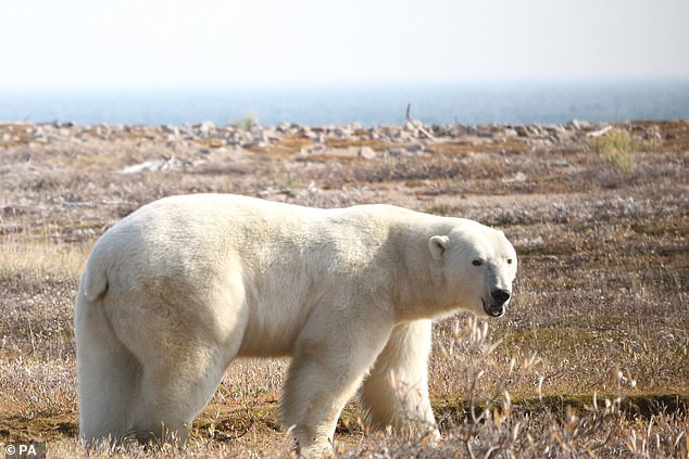 خلال ثلاثة أسابيع صيفية، جرب 20 دبا قطبيا تمت مراقبتهم عن كثب من قبل العلماء طرقا مختلفة للحفاظ على احتياطيات الطاقة - بما في ذلك الراحة والبحث عن الطعام والبحث عن الطعام.