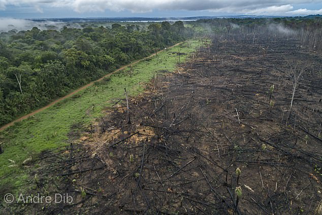 تعد إزالة الغابات من أجل الزراعة سببًا رئيسيًا لتدهور منطقة الأمازون وإزالة الغابات.  ويقول العلماء إنه بحلول عام 2050، قد يتعرض ما بين 10 إلى 47 بالمائة من الغابات الأصغر حجمًا التي تشكل منطقة الأمازون إلى أضرار لا يمكن إصلاحها، في دوامة من الدمار.