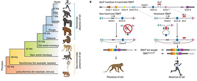 ويعيش هذا الاكتشاف في الجين TBXT، الذي له علاقة بطول الذيل في بعض الحيوانات، وعندما تم إدخال جزء صغير من الحمض النووي يسمى AluY، تم فقدان الذيول