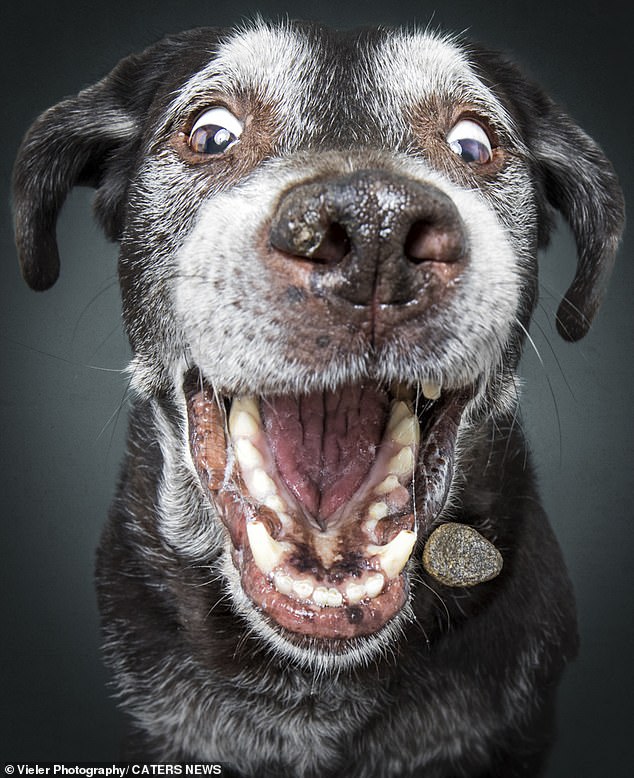 هنا، يُرى الكلب كوبا وعيناه مفتوحتان من الإثارة وهو يفتح فمه تحسبًا للعلاج