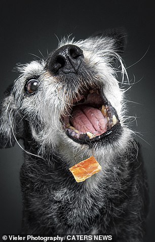 الكلب بولدي (في الصورة) يلتقط علاجًا في صورة حلوة