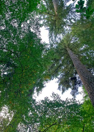 تعد ريليغ جلين بالقرب من إينفيرنيس الآن أطول شجرة في بريطانيا حيث يبلغ ارتفاعها 217.10 قدمًا (66.4 مترًا).  مرجع شبكة نظام التشغيل: NH 55727 42941