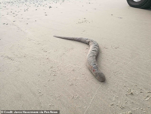 وواجه ويل مايلز، البالغ من العمر 26 عامًا، المخلوق الغريب على الشاطئ بالقرب من إكسماوث مارينا في ديفون أثناء قيامه بنزهة بعد العمل الأسبوع الماضي.