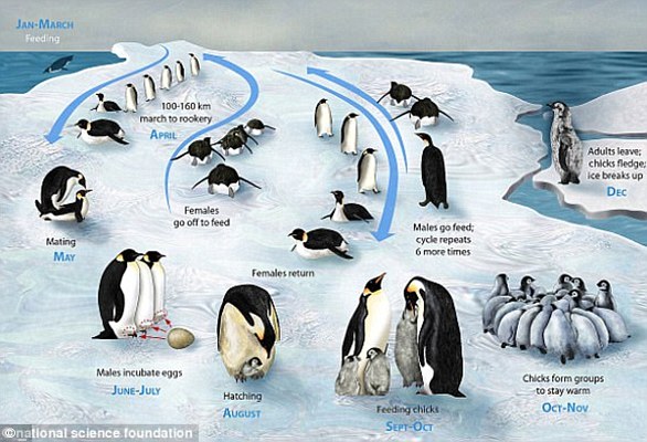 إذا كان هناك القليل جدًا من الجليد البحري، فهذا يقلل من توافر مواقع التكاثر والفرائس لطيور البطريق الإمبراطور، ولكن الكثير من الجليد يعني رحلات صيد أطول للبالغين، مما يعني أنهم لا يستطيعون إطعام فراخهم بشكل متكرر