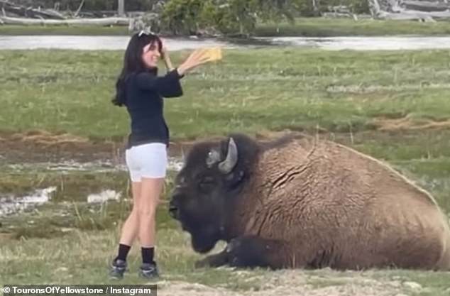 ويظهر مقطع فيديو امرأة أخرى تلتقط صورة شخصية، على بعد بوصات فقط من الوحش الضخم في حديقة يلوستون الوطنية