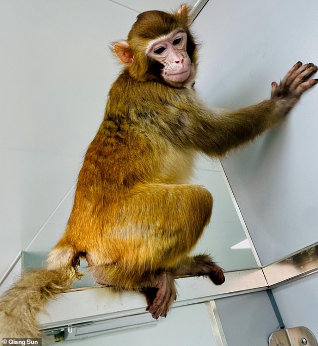 بقي القرد الريسوسي السليم (في الصورة) على قيد الحياة لأكثر من عامين، على عكس المحاولات السابقة لاستنساخ النوع