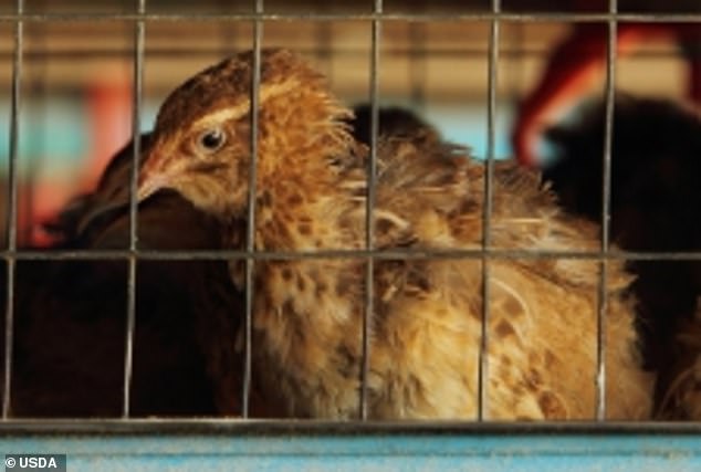 يُظهر ما ورد أعلاه دجاجًا محبوسًا يدعي مشروع نفايات المعطف الأبيض أنه من داخل مختبر وزارة الزراعة الأمريكية الذي يعمل مع علماء الحكومة الصينية في أبحاث أنفلونزا الطيور