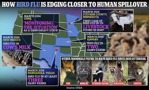 وكشفت الاختبارات أن عددا غير معروف من الأبقار أثبتت إصابتها بأنفلونزا الطيور من النوع A H5N1 في تكساس وكانساس ونيو مكسيكو.  تقوم ولاية أيوا حاليًا 