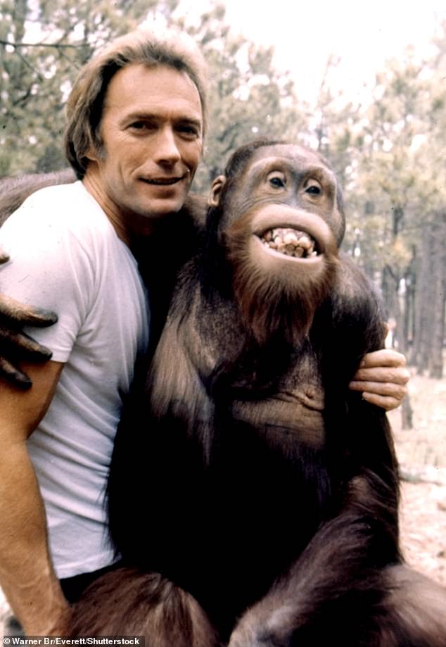 مثل عالم الرئيسيات الشهير، إيستوود ليس غريبًا على الرئيسيات، فقد لعب دور البطولة في فيلم Every What Way But Loose عام 1978 إلى جانب صديقه من إنسان الغاب كلايد (في الصورة).