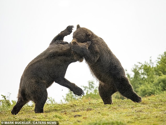 التقطت لقطة الحركة أحد الدببة بمخلبه على كتف ورأس الآخر بينما يقف كلاهما على قدمين