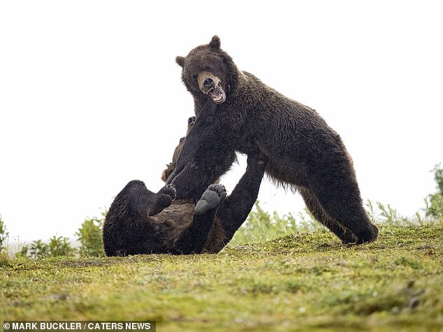 وتظهر صورة أخرى أحد الدببة واقفاً، ويبدو أنه يعلق الآخر على الأرض على ظهره