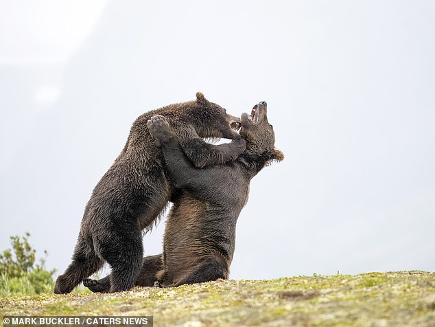 تظهر لقطة أخرى مذهلة أسنان الدببين وهما يواصلان الشجار مع بعضهما البعض