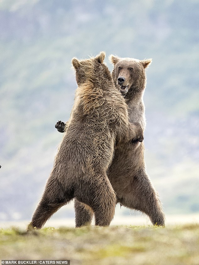 تظهر الصورة وهم يقفون في صراع مرح الدببة تقف على كفوفها وتتصارع مع بعضها البعض