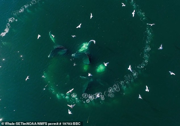 تسبح مجموعات الحيتان في دوائر لالتقاط فرائسها، ويحاول الباحثون فهم كيفية تواصلها خلال هذه العملية