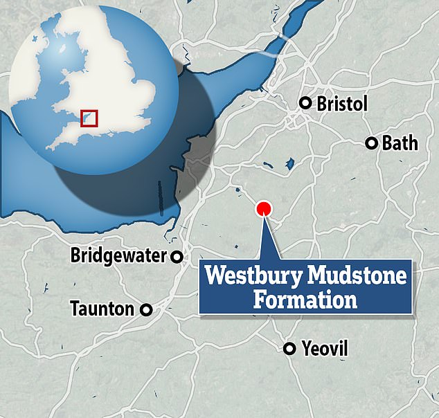 تم اكتشاف الحفريات في تكوين ويستبري مودستون، الذي يقع جنوب غرب بريستول