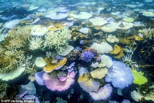لا يكون التبييض مميتًا دائمًا، ولكن من المحتمل أن تموت الشعاب المرجانية إذا ظلت درجات الحرارة أعلى من المعتاد لفترة طويلة جدًا