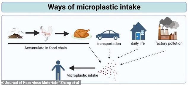 يوضح هذا الرسم البياني من دراسة جديدة حول تراكم المواد البلاستيكية الدقيقة في حصوات المرارة كيف تنتهي المواد البلاستيكية الدقيقة في أجسامنا.  وهي تدخل إلى طعامنا لأن الحيوانات التي نأكلها، مثل الدجاج، تستهلك الأطعمة المحملة بالجسيمات البلاستيكية الدقيقة.