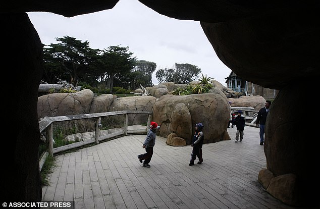 مجموعة من الزوار يشقون طريقهم عبر الأنفاق العديدة داخل عرض السافانا الأفريقية، بعد تسعة أيام من هجوم النمر المميت في حديقة حيوان سان فرانسيسكو